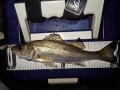 セイゴ（マルスズキ）の釣果