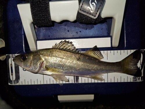 セイゴ（マルスズキ）の釣果