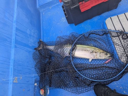 サワラの釣果