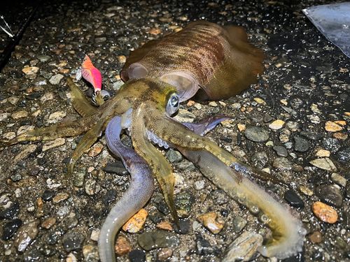 アオリイカの釣果