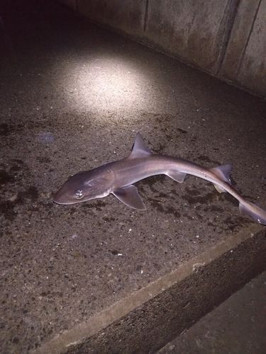 ドチザメの釣果