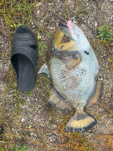 ゴマモンガラの釣果