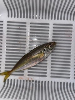 ヤリイカの釣果