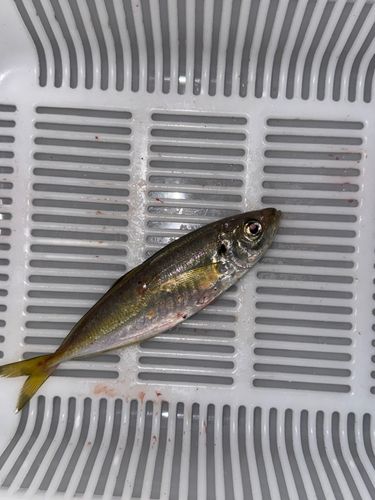 ヤリイカの釣果