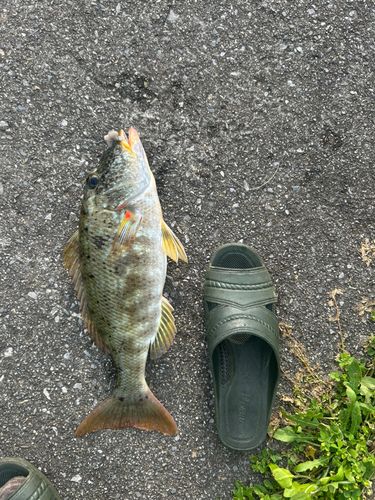 ムネアカクチビの釣果