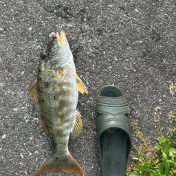 ムネアカクチビ