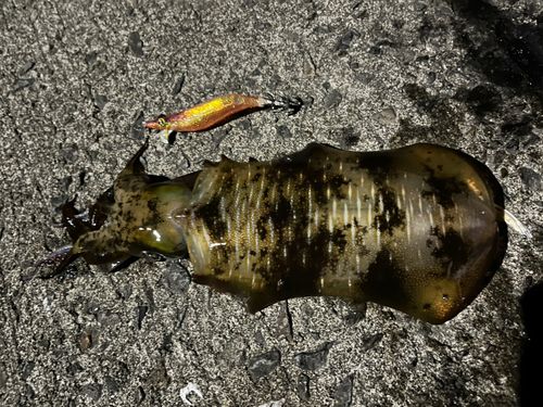 アオリイカの釣果