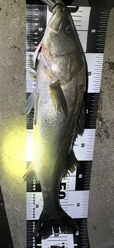 ディズニーリゾート付近