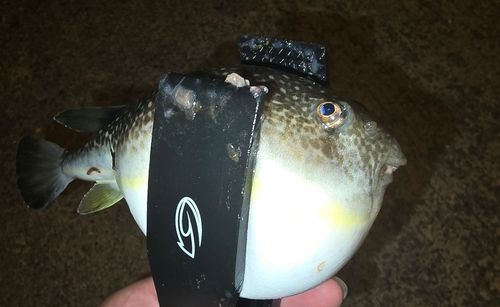 クサフグの釣果