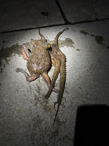 タコの釣果