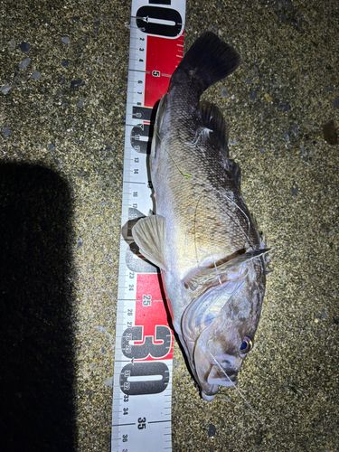 クロソイの釣果