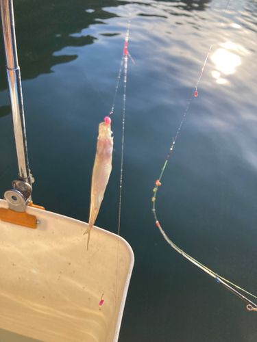 ワカサギの釣果