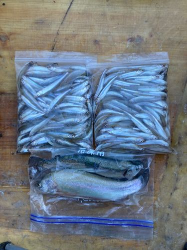 ワカサギの釣果