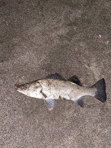 セイゴ（ヒラスズキ）の釣果