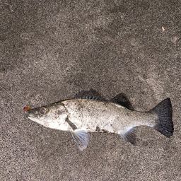 セイゴ（ヒラスズキ）