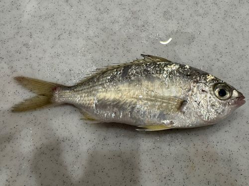 クロサギの釣果