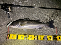 シーバスの釣果