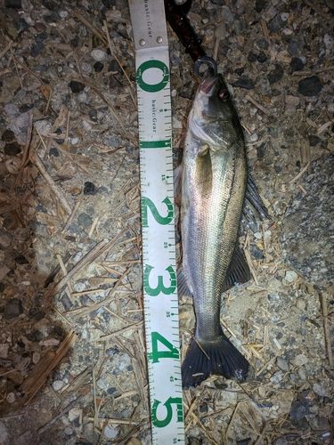 シーバスの釣果