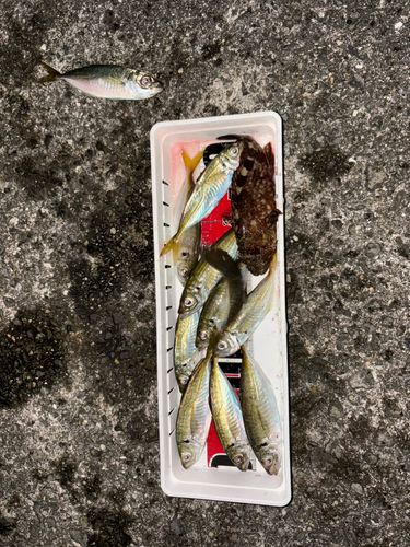 マアジの釣果