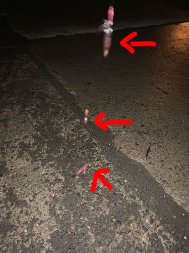 マメイカの釣果