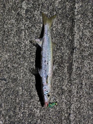 カマスの釣果