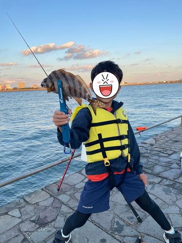 タカノハダイの釣果