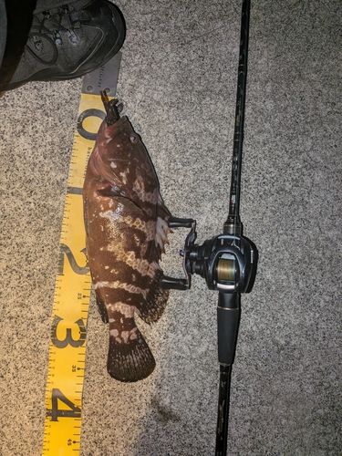 キジハタの釣果