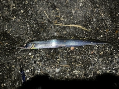 タチウオの釣果