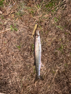 アカカマスの釣果