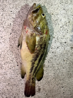 シマゾイの釣果