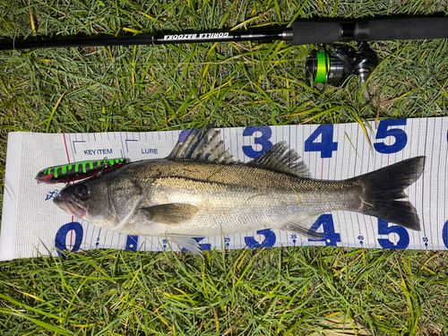 シーバスの釣果