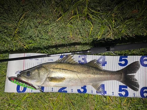 シーバスの釣果