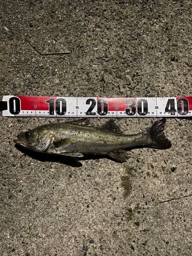 セイゴ（マルスズキ）の釣果