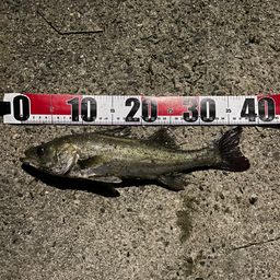 セイゴ（マルスズキ）