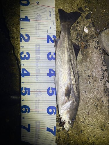 シーバスの釣果