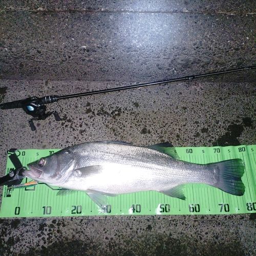 ヒラスズキの釣果