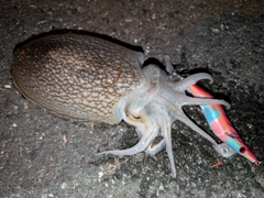 シリヤケイカの釣果