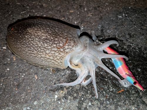 シリヤケイカの釣果