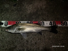 フッコ(マルスズキ)の釣果