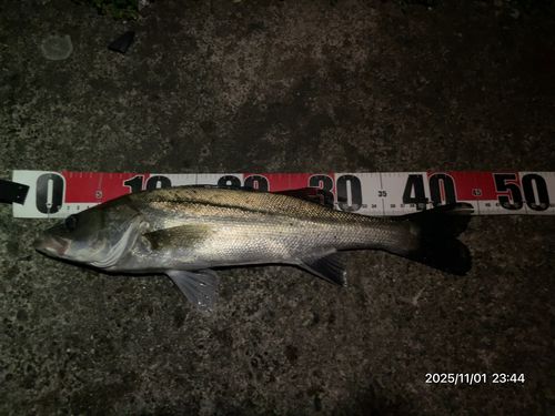 フッコ（マルスズキ）の釣果