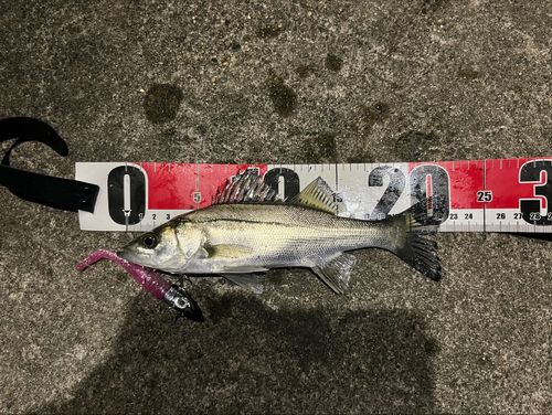 セイゴ（ヒラスズキ）の釣果