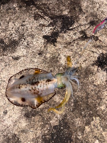 アオリイカの釣果