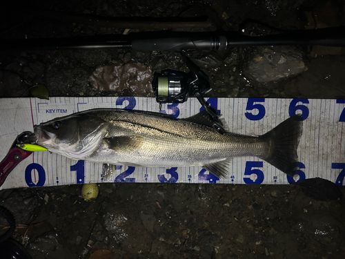 シーバスの釣果