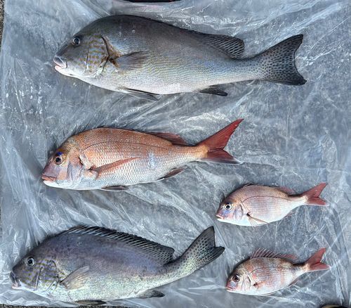 コロダイの釣果