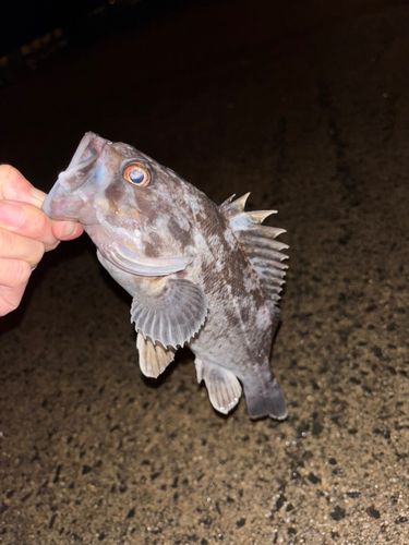 クロソイの釣果