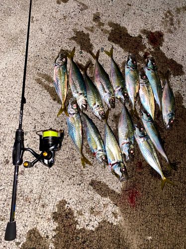 アジの釣果