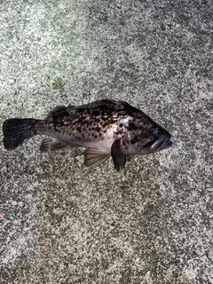 クロソイの釣果