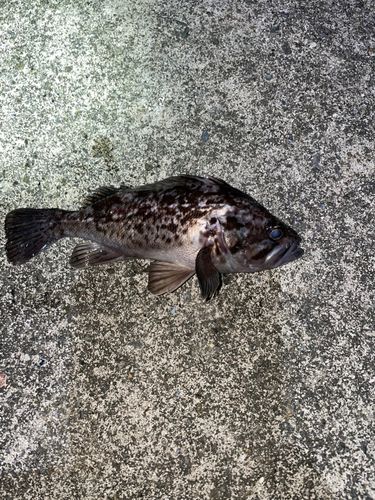 クロソイの釣果