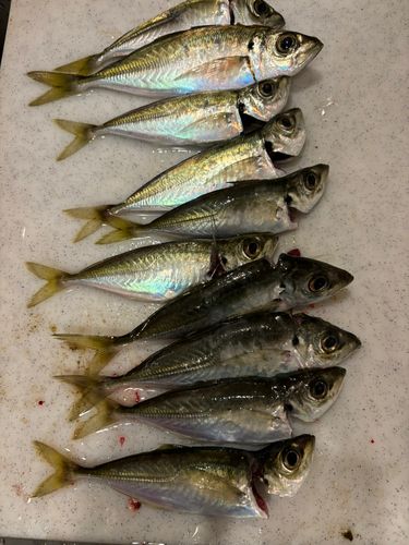 アジの釣果