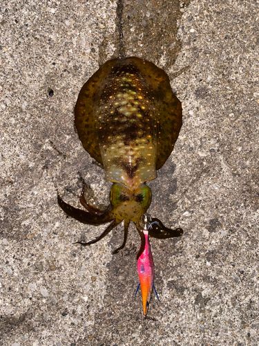 アオリイカの釣果